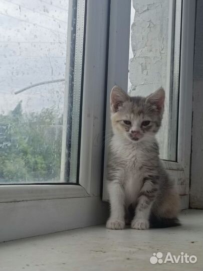 Отдам в добрые руки