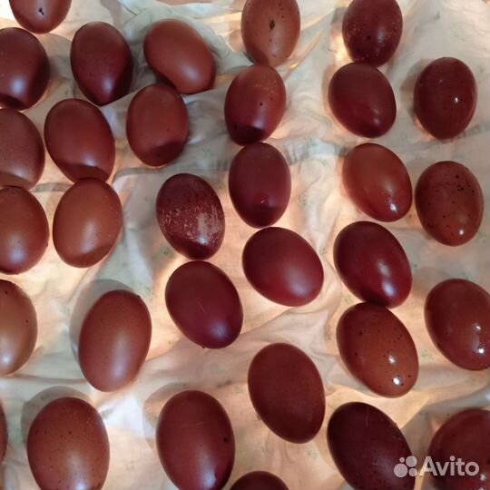 Маранс - петухи