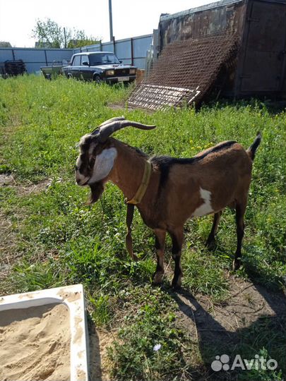 Нубийский козёл