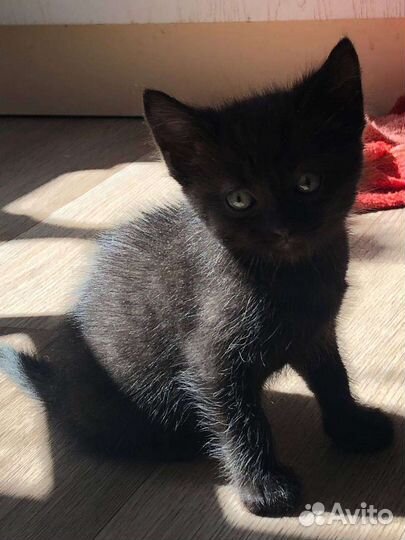 Котики бесплатно