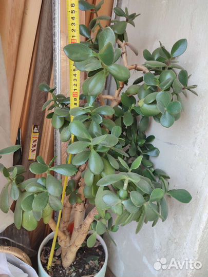 Толстянка Крассула Овата суккулент денежное дерево