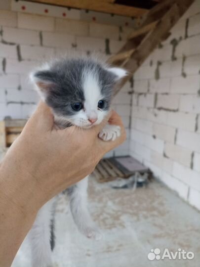 Отдам в добрые руки