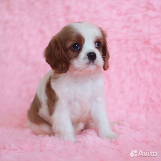 Щенки кавалер кинг чарльз спаниель