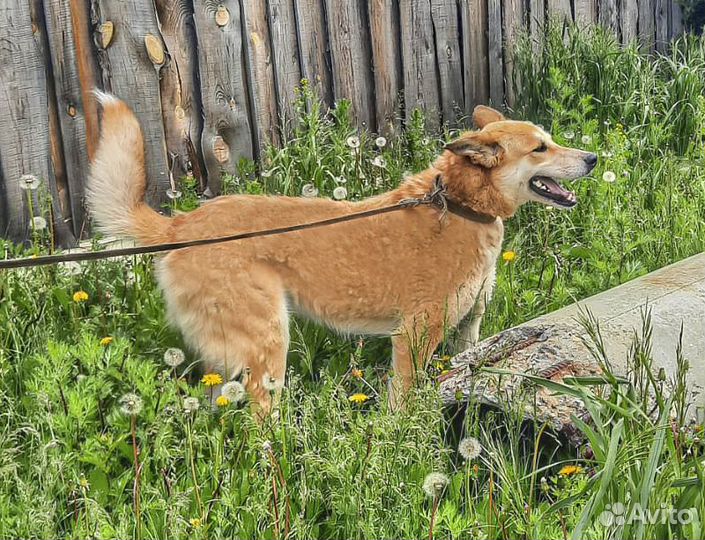 Сэм - крупный красивый пес-кастрат в дар Привит
