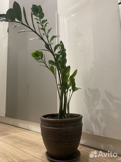 Замиокулькас