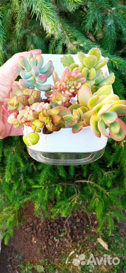 Крассулы. Набор 1