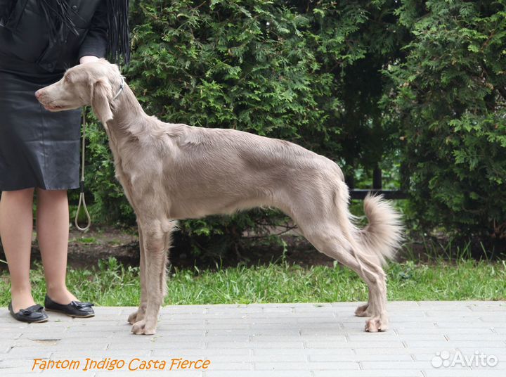Веймаранер длинношерстный (условия разные)