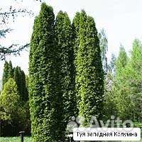 Саженцы туи Колумна