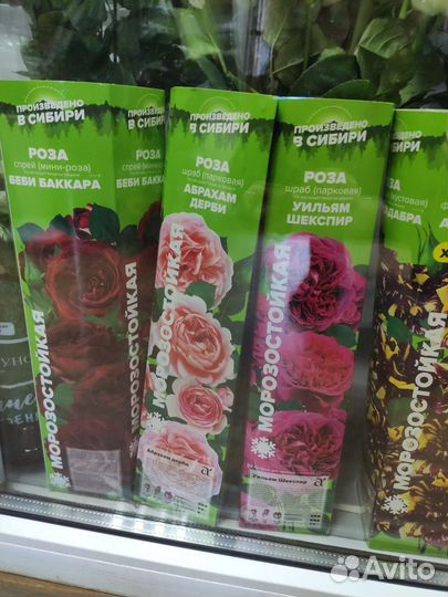 Продам орхидеи дендробиум и фаленопсис