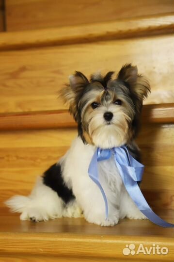 Щенки бивер