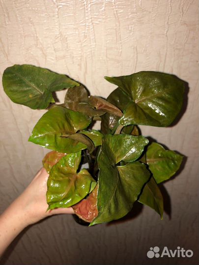 Сингониумы