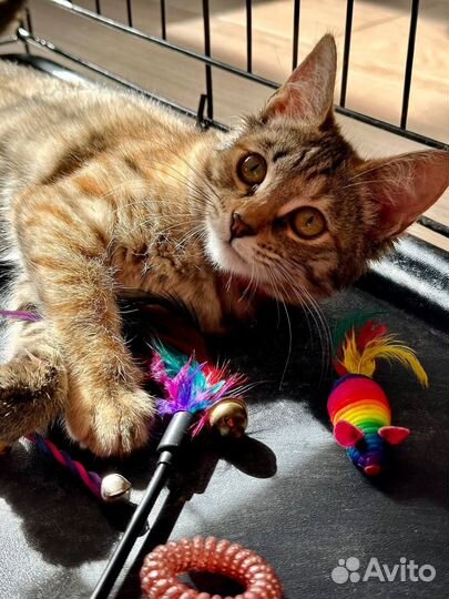 Кошка девочка в добрые руки