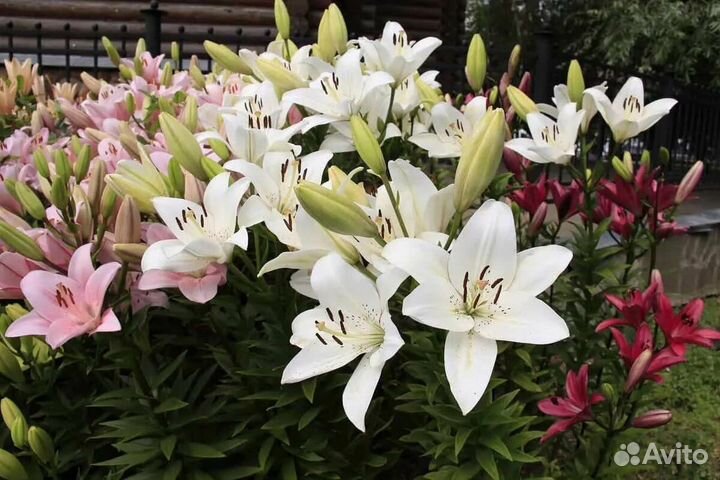 Сортовые лилии