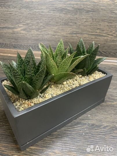 Гастерия в кашпо в стиле лофт, суккулент, подарок