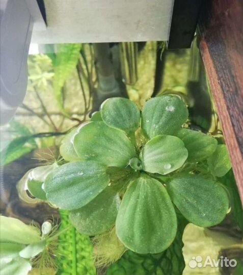 В дар аквариумное растение Пистия
