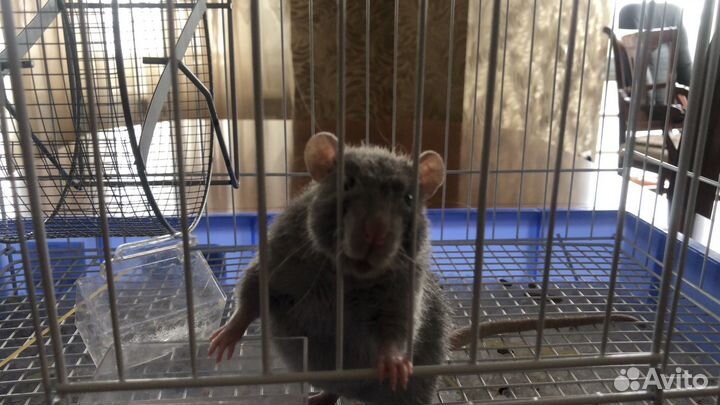 Крыса с клеткой