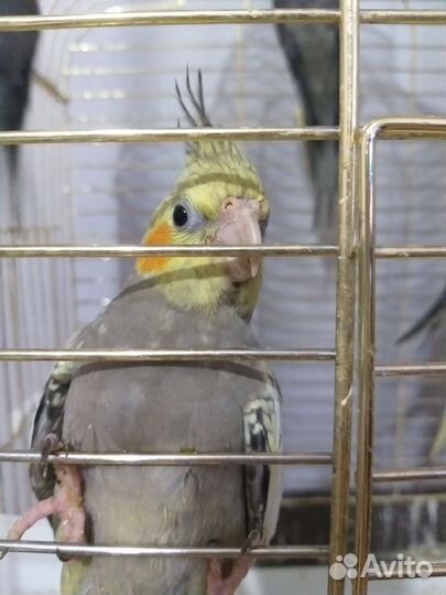 Попугай корелла