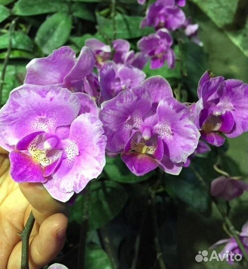 Фаленопсисы Азия - часть 2