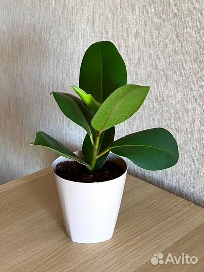 Фикус в кашпо