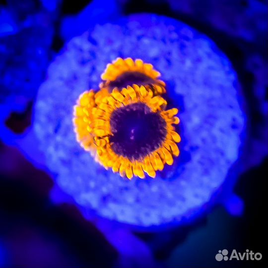 Морские кораллы Зоантусы. Премнас. Дасцил