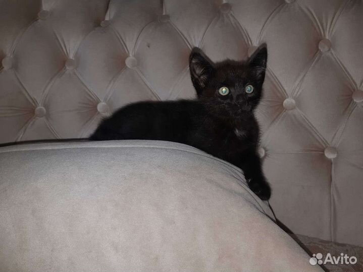 Изящная Сулико 2мес приученная