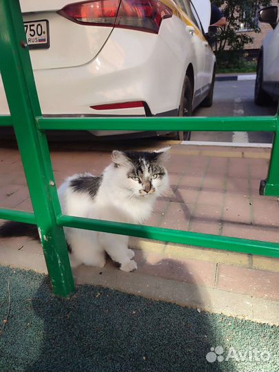 Кот Тишка в добрые руки