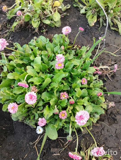 Рассада цветов