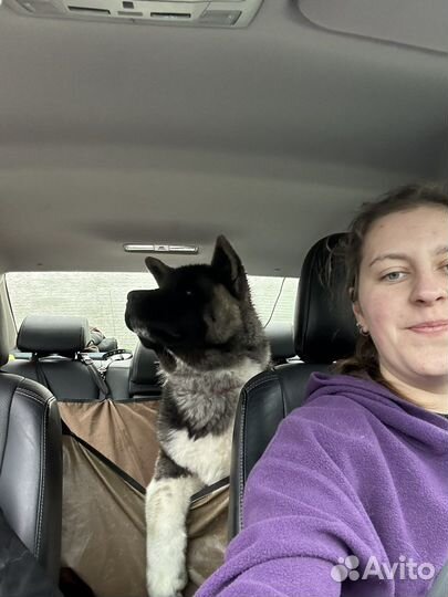 Кинолог, дрессировка, передержка собак