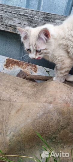 Котята выживают на дачах