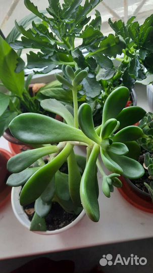 Комнатные цветы кливия
