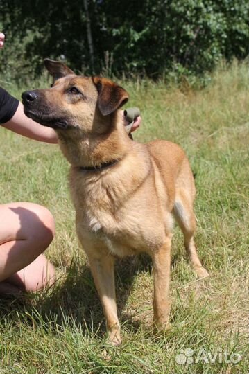 Собака ищет любящую семью