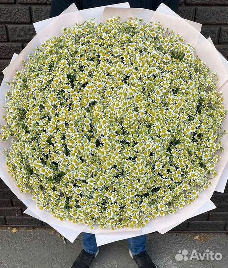 Цветы ромашки. Букеты ромашек. Цветы доставка