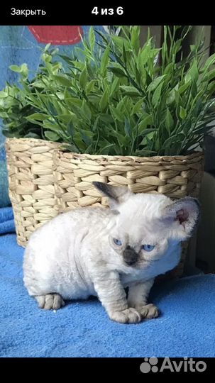 Кошечка куколка девон рекс голубоглазая