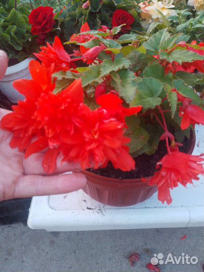 Черенки бегонии элатиор,белекония