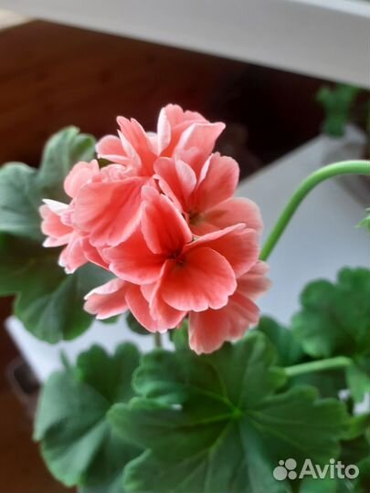 Герань пеларгония