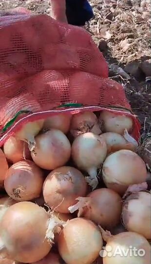 Лук репчатый оптом