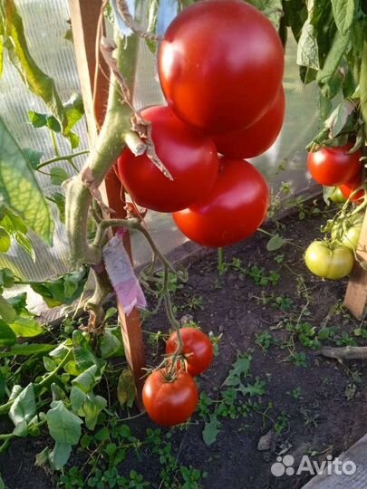 Помидор