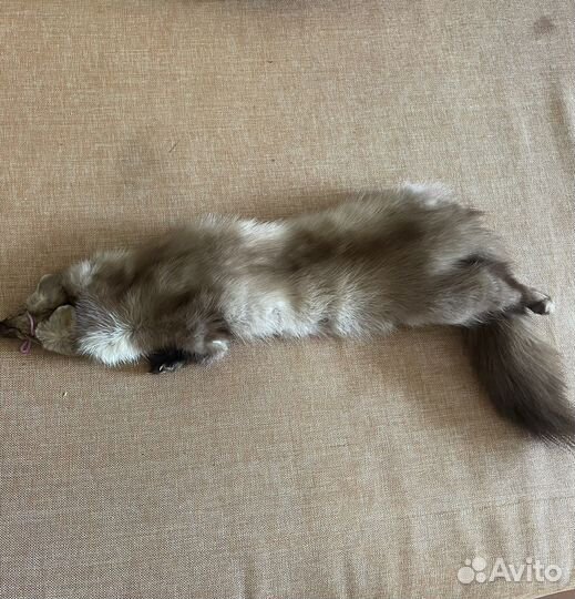 Шкурка куницы