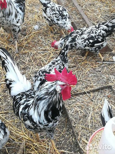 Инкубационное яйцо леггорн далматинец