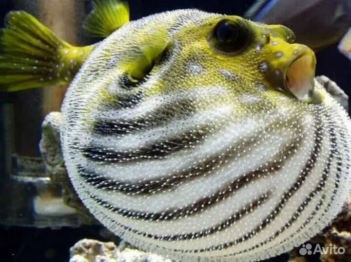 Тетрадон фахака