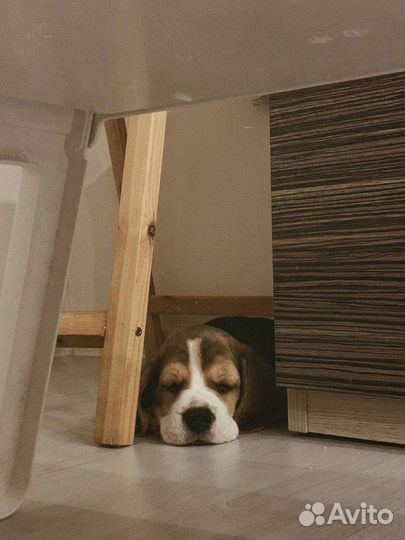 Бигль щенки