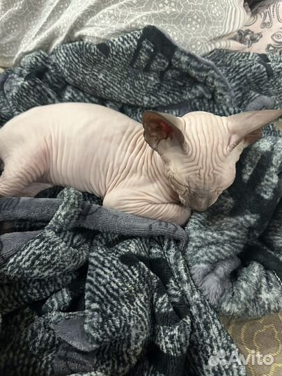Сфинкс котенок