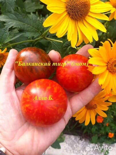 Семена помидоров томатов