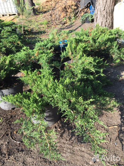 Можжевельник стелющийся Блю Чип