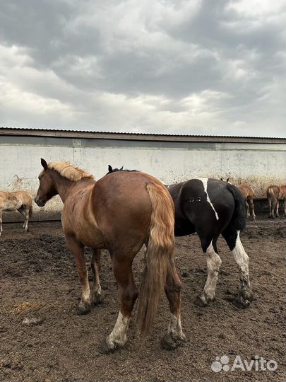 Советские тяжеловозы, лошади