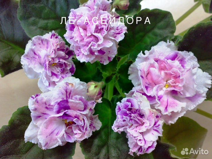 Фиалки набор 