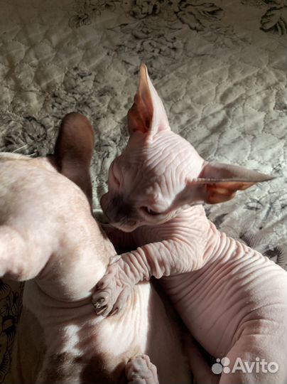 Канадский сфинкс