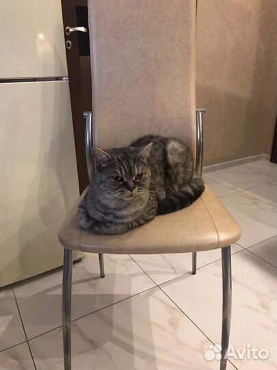 Передержка с ветврачом (зоогостиница )