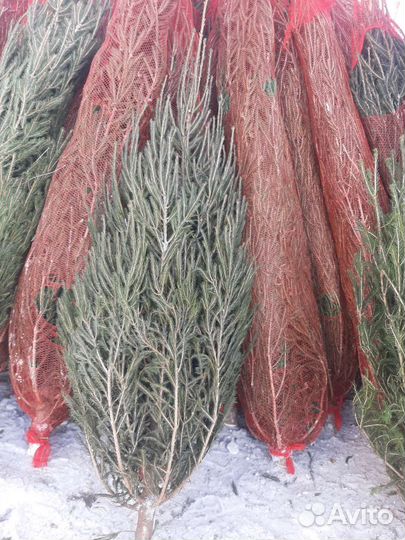 Живые ёлки с оптового склада, размеры в наличии