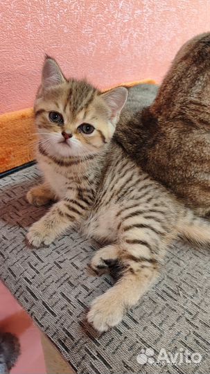 Шотландская